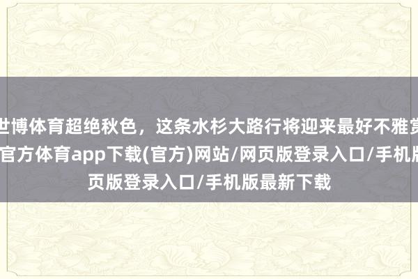 世博体育超绝秋色，这条水杉大路行将迎来最好不雅赏期...-世博官方体育app下载(官方)网站/网页版登录入口/手机版最新下载